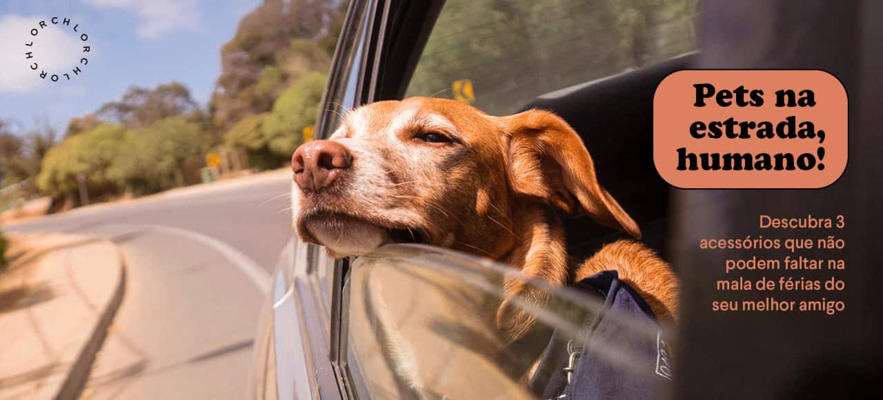 Pets na estrada, humano! Descubra 3 acessórios que não podem faltar na mala de férias do seu melhor amigo